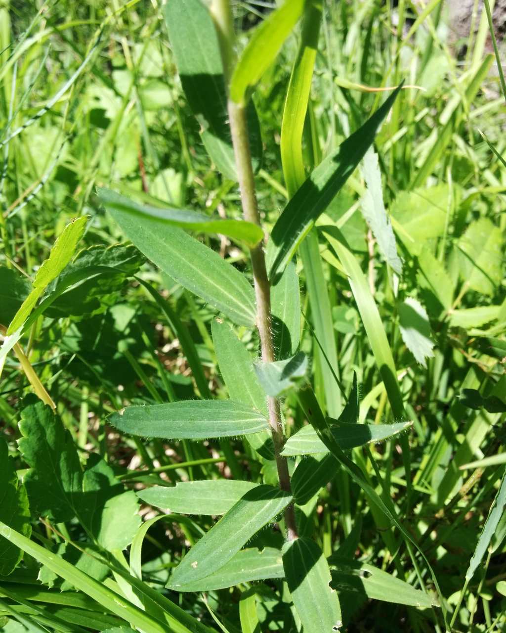 Linum viscosum